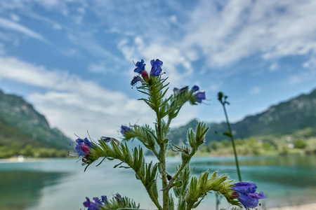 在湖的野花