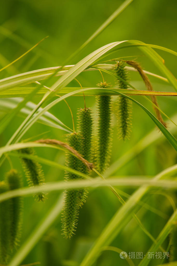 在河边潮湿的草地上生长着美丽的海草充满活力的夏日风光