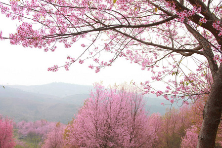 山上的樱桃粉红色的花