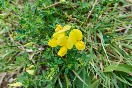 在湖的野花