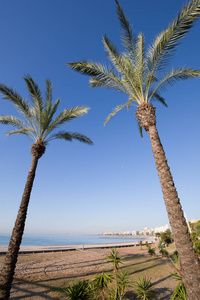 贝尼卡西姆海滩上的两棵棕榈树