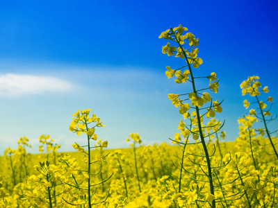 单花序近端油菜田图片