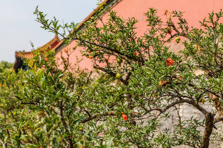 轴承树盛开的石榴树在紫禁城或故宫,北京,中国照片