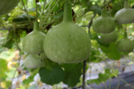 许多瓠一或在树上等待收获到销售葫芦科照片