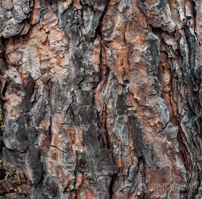 松树皮木质纹理