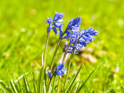 春天盛开的蓝花