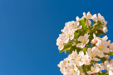苹果的花朵和天空。特写。复制文本的空间。在蓝色背景上隔离
