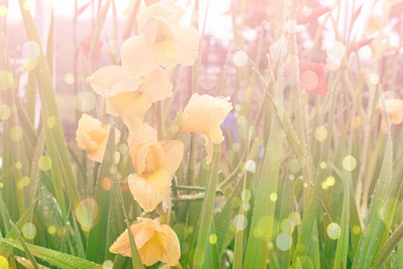 黄色的花朵，在阳光下的花园里