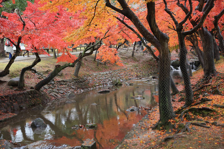 在奈良，日本奈良公园