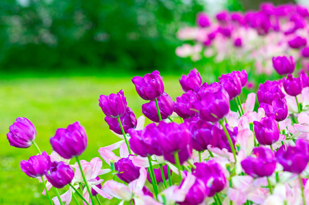 花郁金香背景