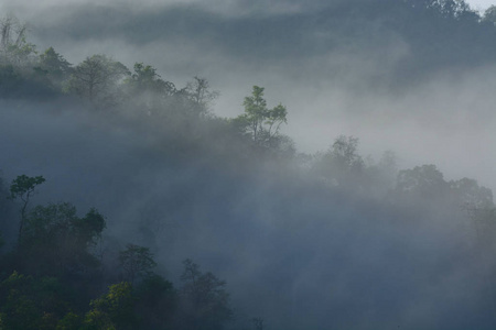 雾覆盖森林
