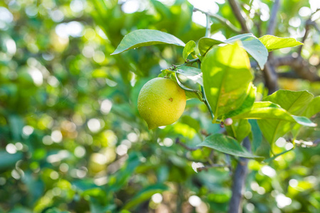 柠檬柠檬的小树林中的一棵树上吊的特写照片