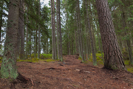 芬兰拉赫蒂美丽的深林