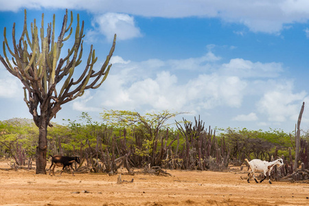 仙人掌 树木和山羊在 Cabo de la 船帆座沙漠