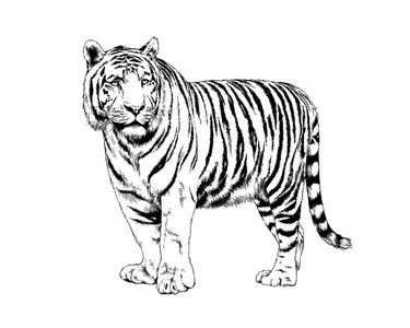 老虎从手用墨水绘制