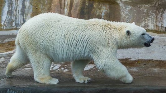 北极熊走