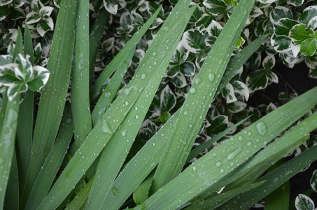 雨后的霍斯塔叶。留下主机作为背景。有水滴的主机。绿叶背景图案