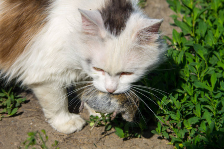 可爱的猫抓住了一只老鼠, 并举行在牙齿户外