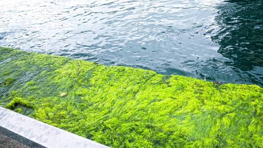 海边和青苔岩石