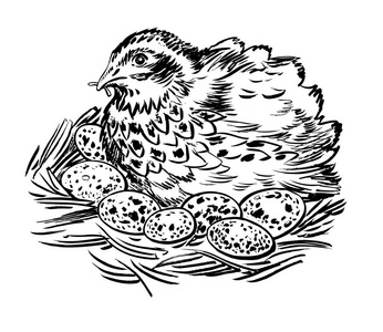 鹌鹑蛋手绘图片-鹌鹑蛋手绘素材-鹌鹑蛋手绘插画-摄图新视界