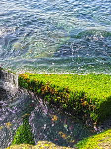 海边和青苔岩石