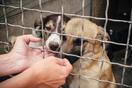 可爱的流浪狗,在动物收容所照片