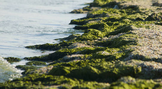 海滩上的绿色海藻