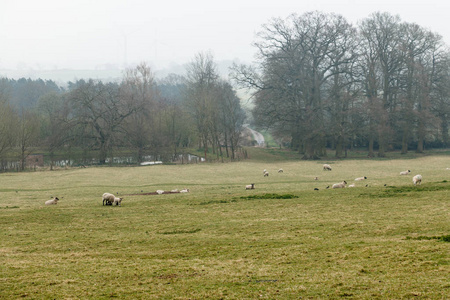 羊在英国的夏日草地上吃草