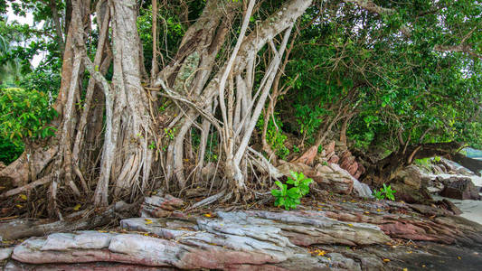 热带红树林图片