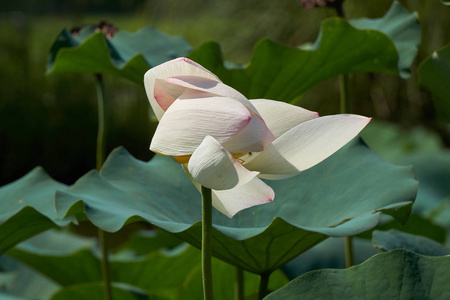 莲花池图片