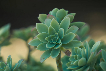 花园里的肉质植物