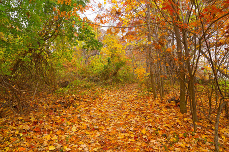 秋天森林中被落叶覆盖的道路照片