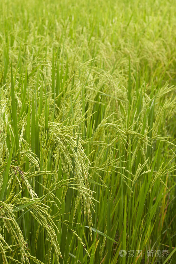 riceplant 的特写镜头