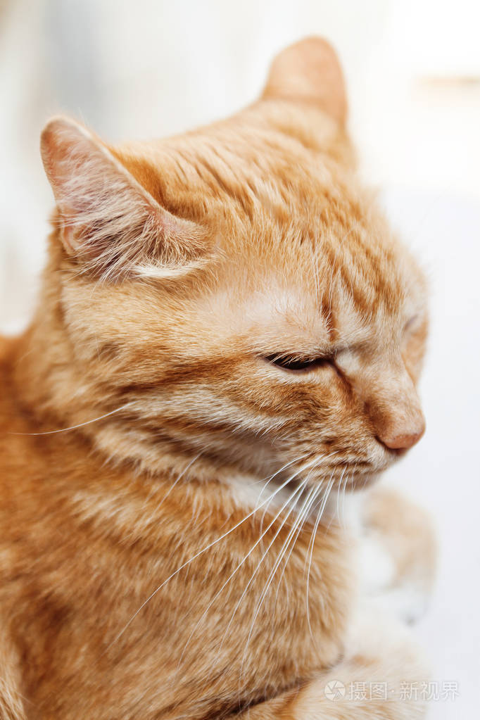 红猫特写肖像的头眯着眼睛在阳光下和