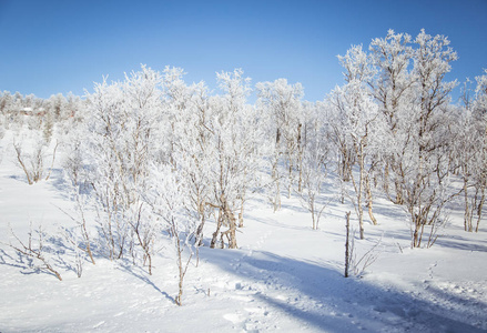 美丽的森林景观的一个飘雪挪威冬季的一天