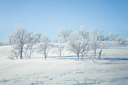 美丽的森林景观的一个飘雪挪威冬季的一天