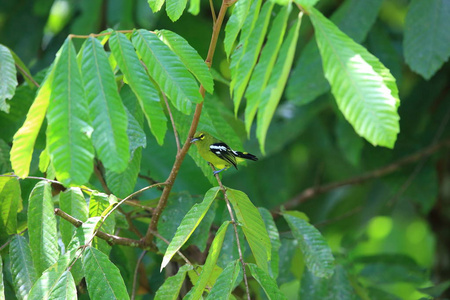 绿色 iora aegithina viridissima 男性, 位于马来西亚婆罗洲, sabah, danum vall