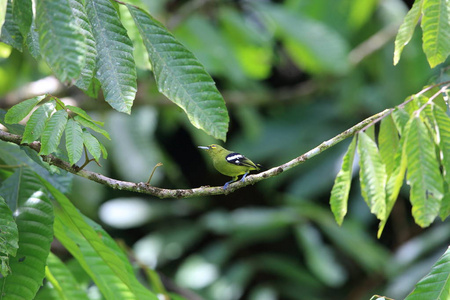 绿色 iora aegithina viridissima 男性, 位于马来西亚婆罗洲, sabah, danum vall