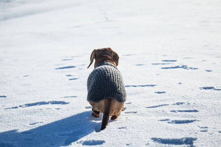 一件毛衣在挪威冬季风景美丽的棕色腊肠狗