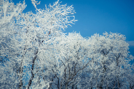 美丽的森林景观的一个飘雪挪威冬季的一天