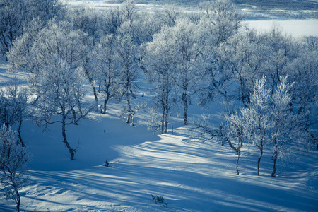 冬季飘雪雪花图片