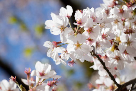 在春季，用蓝色的天空背景白色樱花 樱