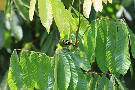 绿色 iora aegithina viridissima 男性, 位于马来西亚婆罗洲, sabah, danum vall