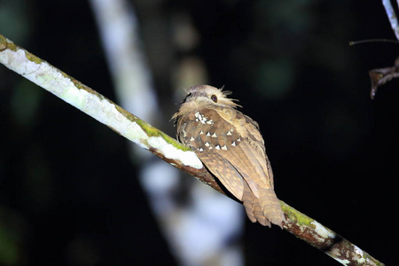 大蛙嘴夜鹰 Batrachostomus auritus 在马来西亚婆罗洲，沙巴，精选