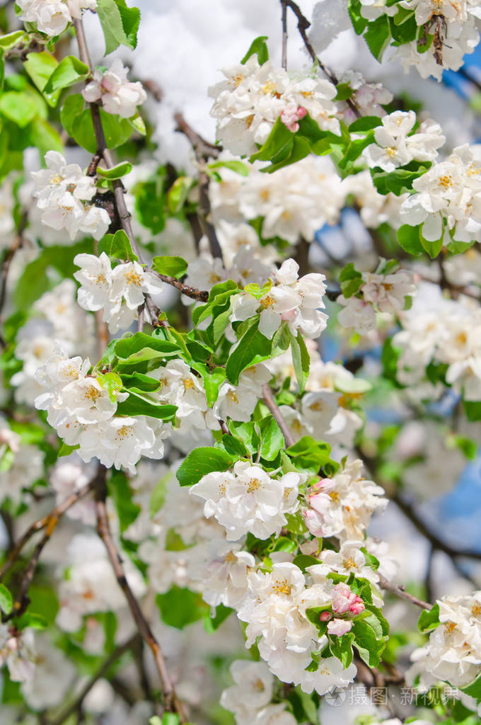 苹果树上的花春天雪后苹果树上开花