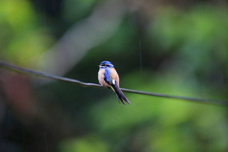 胡茬 treeswift Hemiprocne comata 在马来西亚婆罗洲，沙巴，精选