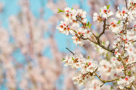 在 3 月的杏仁开花，花期杏仁树