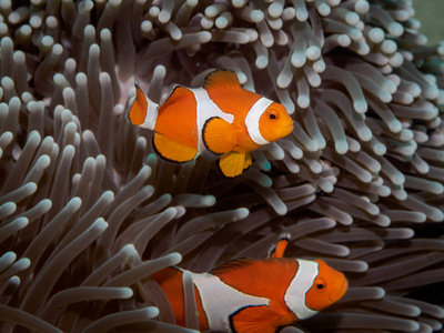 假小丑条在海葵小丑海葵 fish(nemo)照片