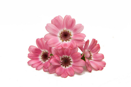 粉红色的花瓜叶菊孤立照片