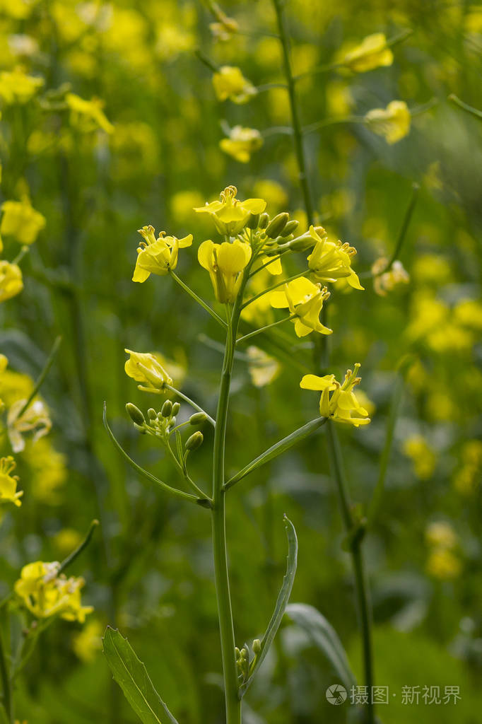 油菜籽田盛开的菜籽花特写镜头